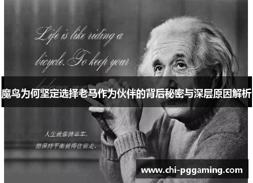 魔鸟为何坚定选择老马作为伙伴的背后秘密与深层原因解析